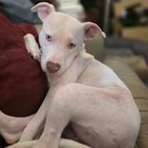 Thumbnail photo of Cyan #4