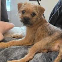 Thumbnail photo of Theo #3