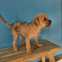 Thumbnail photo of Theo #4