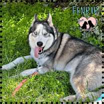 adopt-pet