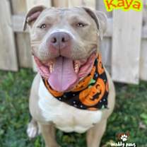 Thumbnail photo of Kaya (Courtesy Post) #2