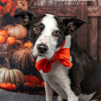 Thumbnail photo of Oreo aka Charlie #1