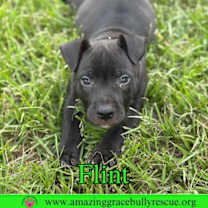 Thumbnail photo of Flint #4