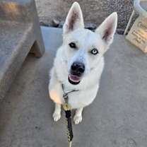 adopt-pet