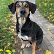 Thumbnail photo of Spruce #2