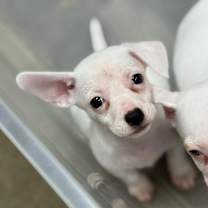 Thumbnail photo of Pixie #2