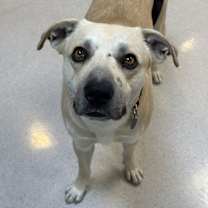 Thumbnail photo of Big Dawg #1