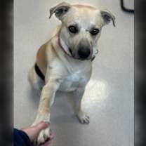 Thumbnail photo of Big Dawg #2