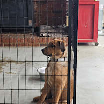 Thumbnail photo of Rosemary #4