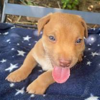 Thumbnail photo of ICARO #2