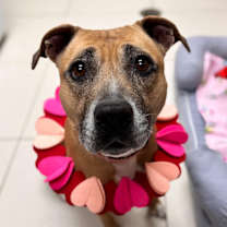 Thumbnail photo of Kola #1