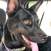 adopt-pet