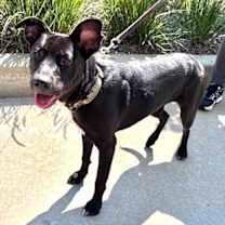 Thumbnail photo of Brucey #2