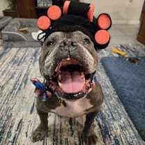 Thumbnail photo of Gertie #1