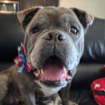 Thumbnail photo of Gertie #2