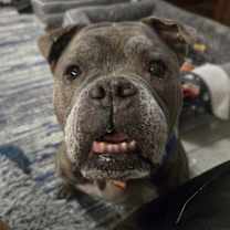 Thumbnail photo of Gertie #4