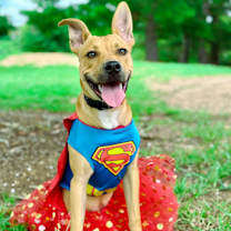 Thumbnail photo of Piper #1