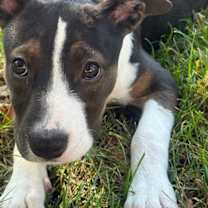 Thumbnail photo of Q - CLOVE #4