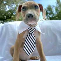 Thumbnail photo of Fred Flintstone #1