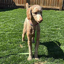 adopt-pet
