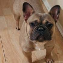 Thumbnail photo of Blue #1