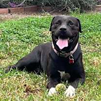 Thumbnail photo of Birch aka Gracie #1