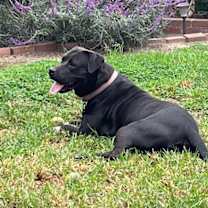 Thumbnail photo of Birch aka Gracie #2