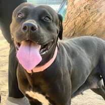 Thumbnail photo of Birch aka Gracie #4