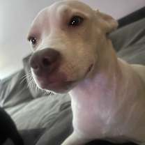 adopt-pet
