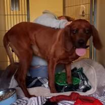 Thumbnail photo of Ned #3