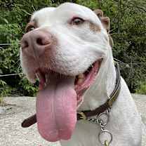 Thumbnail photo of Conan the Barkbarian #1