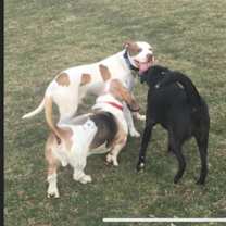 Thumbnail photo of Conan the Barkbarian #2