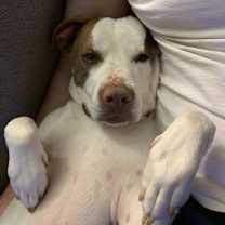 Thumbnail photo of Conan the Barkbarian #3