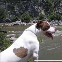 Thumbnail photo of Conan the Barkbarian #4