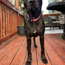 Thumbnail photo of Lucy #1