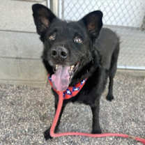 adopt-pet