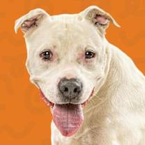 Thumbnail photo of Gelato #1