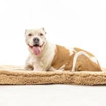 Thumbnail photo of Gelato #2