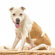 Thumbnail photo of Gelato #3