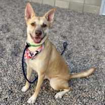 adopt-pet