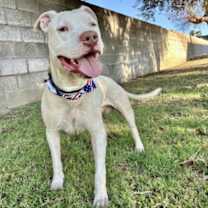 adopt-pet