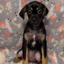 Thumbnail photo of Ruth #1