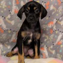 Thumbnail photo of Ruth #3