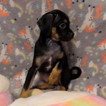 Thumbnail photo of Ruth #4