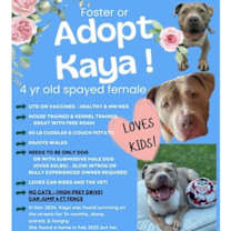 Thumbnail photo of Kaya (Courtesy Post) #3