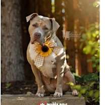 Thumbnail photo of Kaya (Courtesy Post) #4