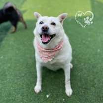 Thumbnail photo of Dooyoo #2