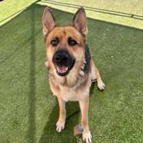 adopt-pet