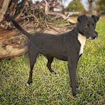 Thumbnail photo of Bow #3