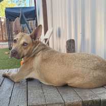 Thumbnail photo of Gazelle #1